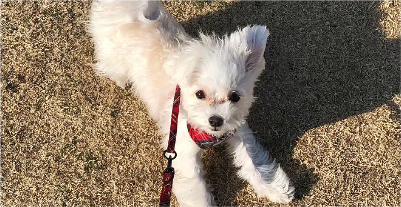 愛犬との時間