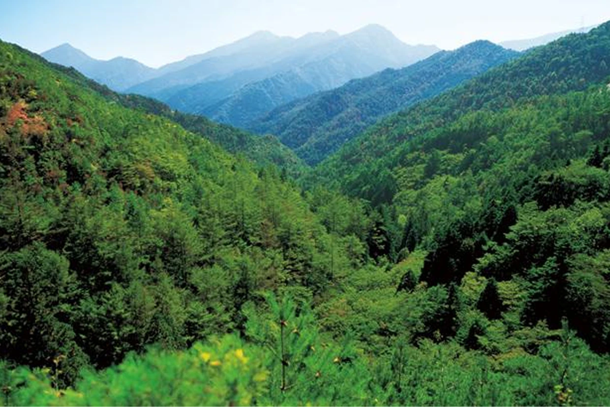 別子銅山の同じ場所の現在の様子（伊庭らの植林で豊かな自然が回復、住友林業社有林）