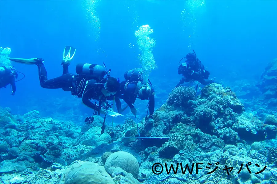 海洋保全活動の案内バナー(WWFジャパン支援)