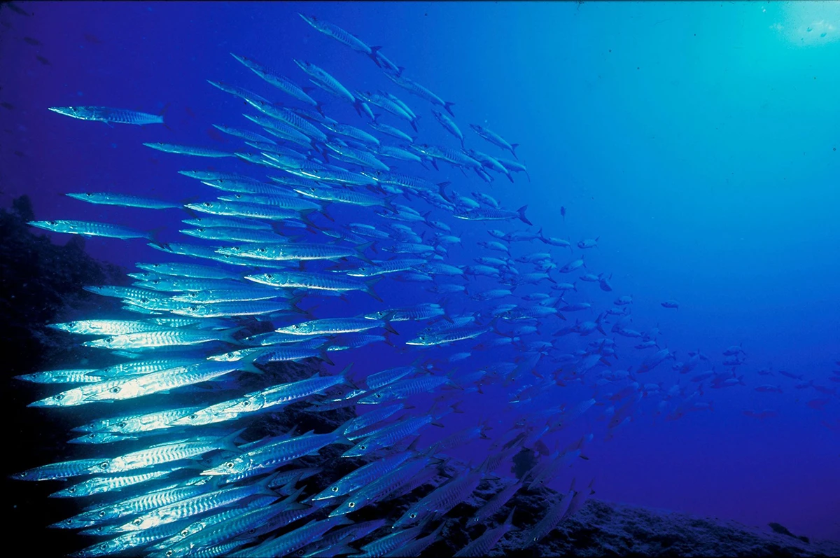 サンゴ礁の海中風景（提供：Cat Holloway / WWF）