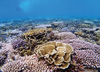 WWFジャパン ロゴ