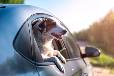 紅葉ドライブもペットと一緒に！高速代・燃料代を抑える裏ワザ